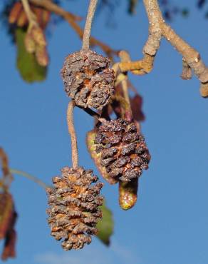 Fotografia 10 da espécie Alnus glutinosa no Jardim Botânico UTAD