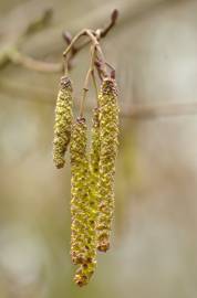 Fotografia da espécie Alnus glutinosa