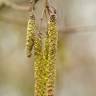 Fotografia 11 da espécie Alnus glutinosa do Jardim Botânico UTAD