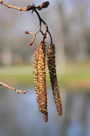 Fotografia da espécie Alnus glutinosa