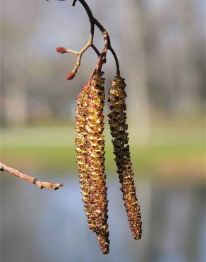 Fotografia 12 da espécie Alnus glutinosa no Jardim Botânico UTAD