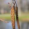 Fotografia 12 da espécie Alnus glutinosa do Jardim Botânico UTAD