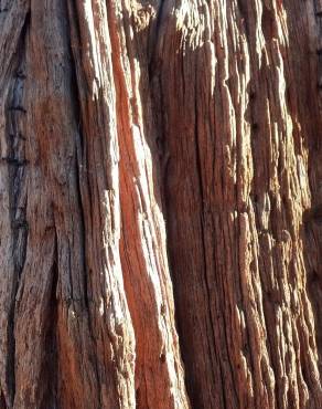 Fotografia 5 da espécie Calocedrus decurrens no Jardim Botânico UTAD