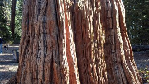 Fotografia da espécie Calocedrus decurrens