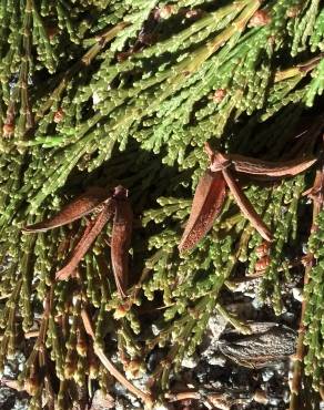 Fotografia 6 da espécie Calocedrus decurrens no Jardim Botânico UTAD