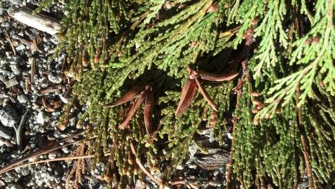 Fotografia da espécie Calocedrus decurrens