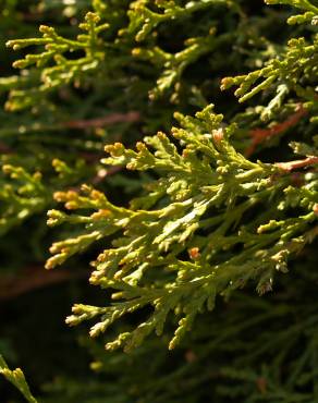 Fotografia 7 da espécie Calocedrus decurrens no Jardim Botânico UTAD