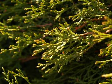 Fotografia da espécie Calocedrus decurrens