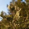 Fotografia 8 da espécie Calocedrus decurrens do Jardim Botânico UTAD