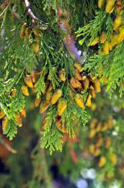 Fotografia da espécie Calocedrus decurrens