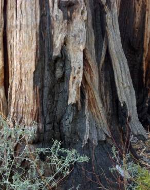 Fotografia 11 da espécie Calocedrus decurrens no Jardim Botânico UTAD