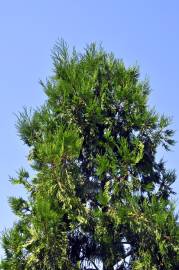 Fotografia da espécie Calocedrus decurrens