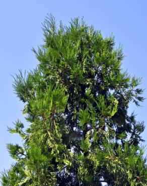 Fotografia 12 da espécie Calocedrus decurrens no Jardim Botânico UTAD