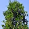 Fotografia 12 da espécie Calocedrus decurrens do Jardim Botânico UTAD