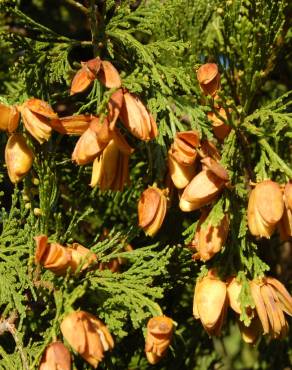 Fotografia 14 da espécie Calocedrus decurrens no Jardim Botânico UTAD