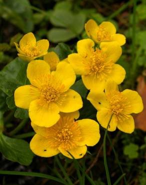 Fotografia 5 da espécie Caltha palustris no Jardim Botânico UTAD