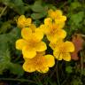 Fotografia 5 da espécie Caltha palustris do Jardim Botânico UTAD