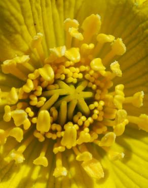 Fotografia 1 da espécie Caltha palustris no Jardim Botânico UTAD