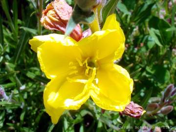 Fotografia da espécie Oenothera glazioviana