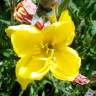 Fotografia 4 da espécie Oenothera glazioviana do Jardim Botânico UTAD