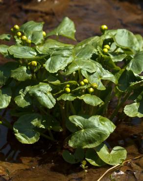 Fotografia 8 da espécie Caltha palustris no Jardim Botânico UTAD