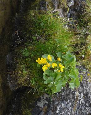 Fotografia 9 da espécie Caltha palustris no Jardim Botânico UTAD