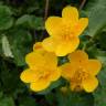 Fotografia 10 da espécie Caltha palustris do Jardim Botânico UTAD