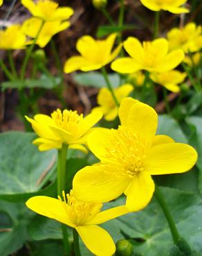 Fotografia 11 da espécie Caltha palustris no Jardim Botânico UTAD