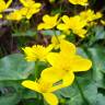 Fotografia 11 da espécie Caltha palustris do Jardim Botânico UTAD