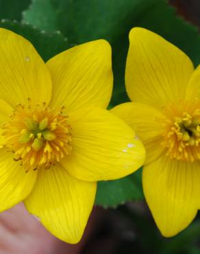 Fotografia 12 da espécie Caltha palustris no Jardim Botânico UTAD