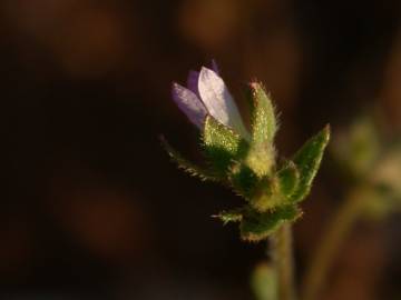 Fotografia da espécie Campanula erinus