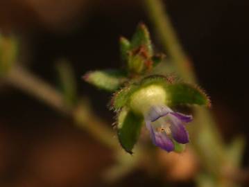 Fotografia da espécie Campanula erinus