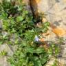 Fotografia 6 da espécie Campanula erinus do Jardim Botânico UTAD