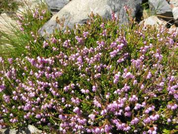 Fotografia da espécie Calluna vulgaris