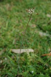 Fotografia da espécie Capsella bursa-pastoris