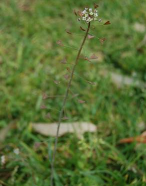 Fotografia 6 da espécie Capsella bursa-pastoris no Jardim Botânico UTAD