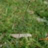 Fotografia 6 da espécie Capsella bursa-pastoris do Jardim Botânico UTAD
