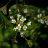 Fotografia 8 da espécie Capsella bursa-pastoris do Jardim Botânico UTAD