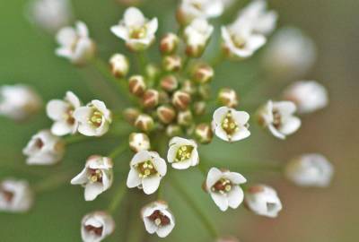 Fotografia da espécie Capsella bursa-pastoris