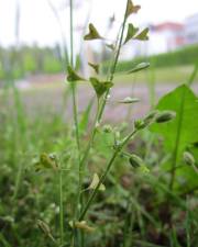 Fotografia da espécie Capsella bursa-pastoris