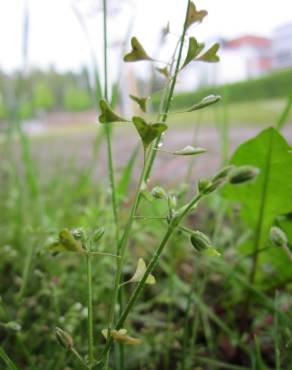 Fotografia 1 da espécie Capsella bursa-pastoris no Jardim Botânico UTAD