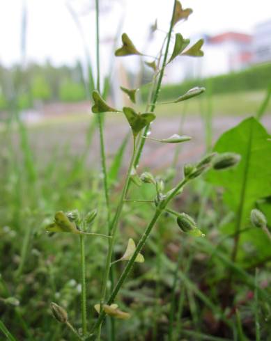 Fotografia de capa Capsella bursa-pastoris - do Jardim Botânico