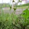 Fotografia 1 da espécie Capsella bursa-pastoris do Jardim Botânico UTAD