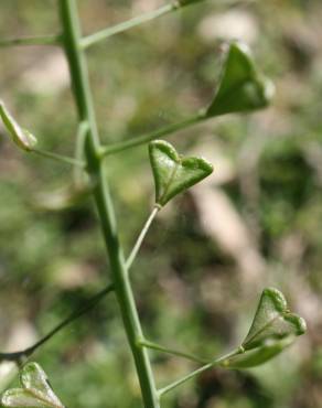 Fotografia 10 da espécie Capsella bursa-pastoris no Jardim Botânico UTAD