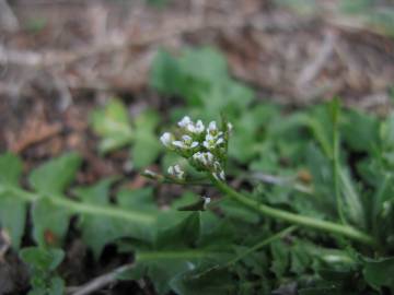 Fotografia da espécie Capsella bursa-pastoris