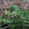 Fotografia 11 da espécie Capsella bursa-pastoris do Jardim Botânico UTAD