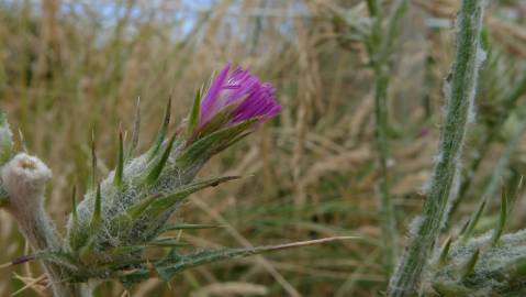 Fotografia da espécie Carduus tenuiflorus