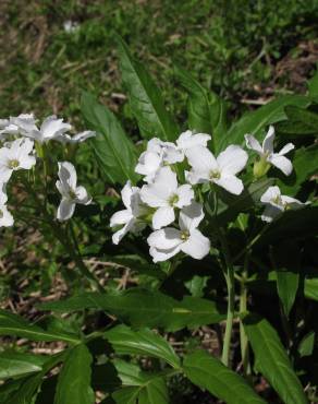 Fotografia 8 da espécie Cardamine heptaphylla no Jardim Botânico UTAD