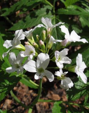 Fotografia 9 da espécie Cardamine heptaphylla no Jardim Botânico UTAD