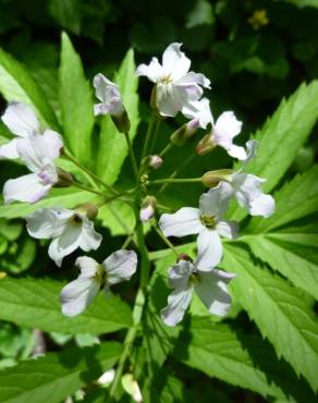 Fotografia 1 da espécie Cardamine heptaphylla no Jardim Botânico UTAD